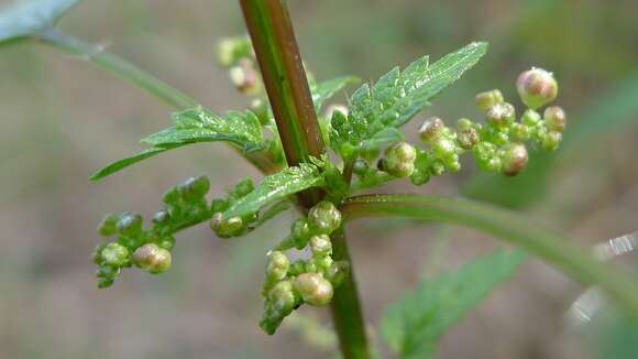 Image of nettle