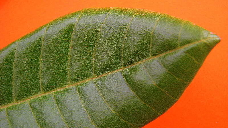 Trichilia lepidota Mart.的圖片