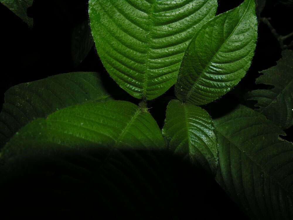 Image of Psychotria acicularis C. M. Taylor