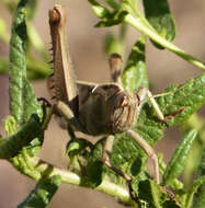 Image of Acanthacris