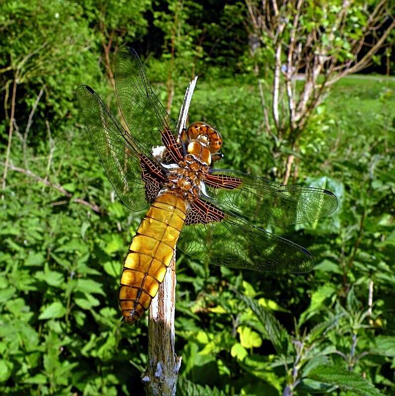 Image of Broad-bodied chaser