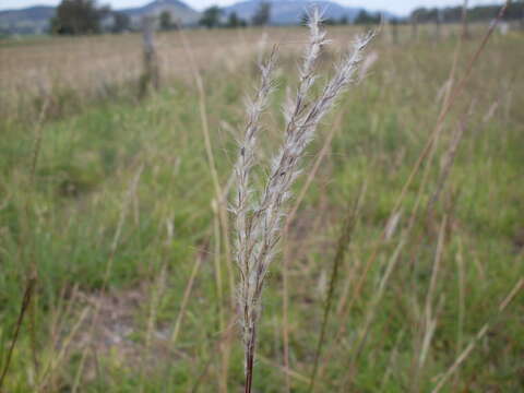 Image of beardgrass