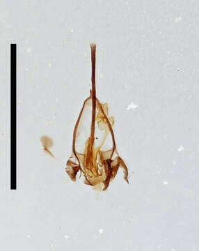 Plancia ëd Agromyza albipennis Meigen 1830