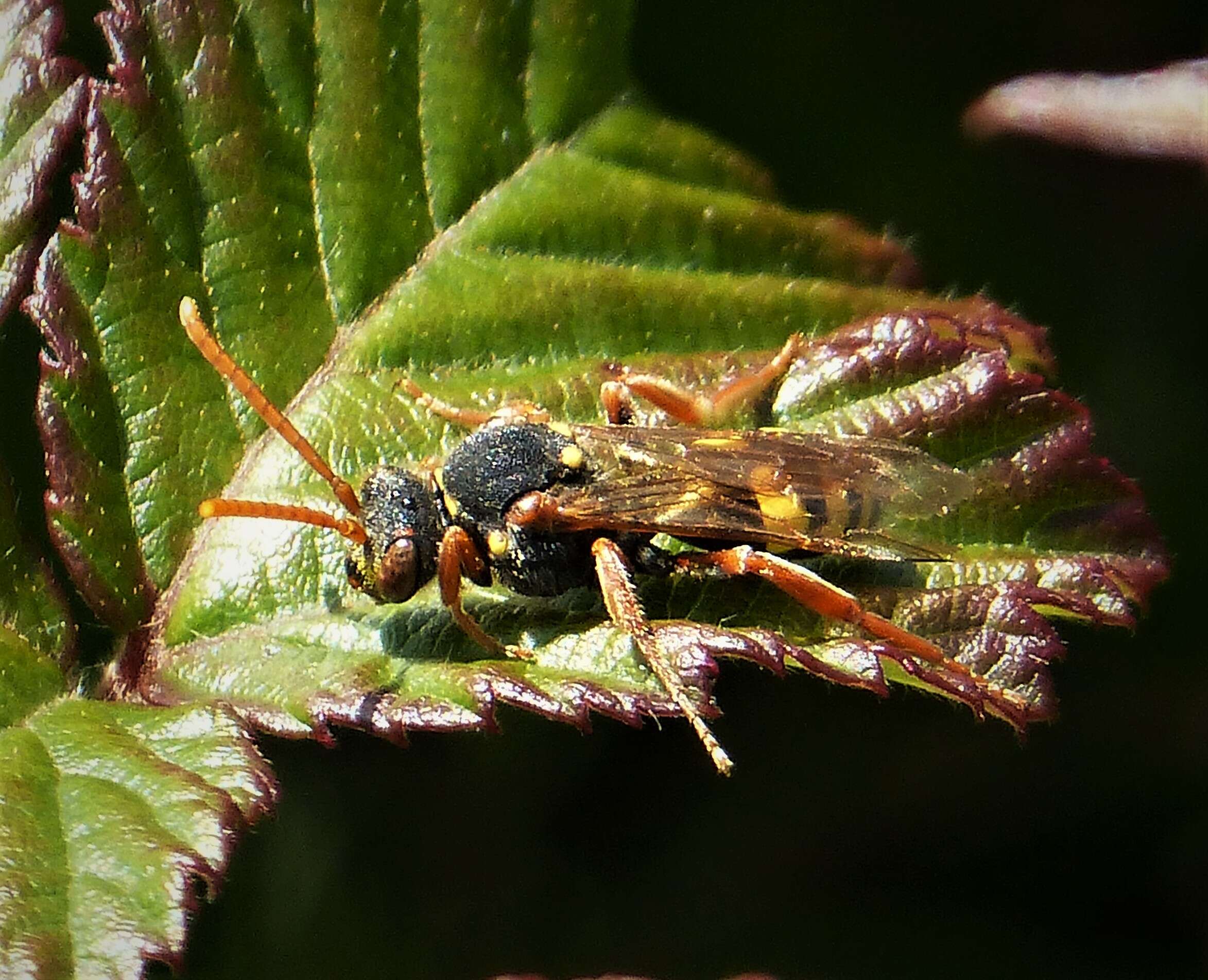 Image of Nomada marshamella (Kirby 1802)