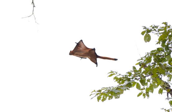 Image of Common Giant Flying Squirrel