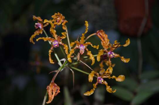 Image of Laelia colombiana J. M. H. Shaw