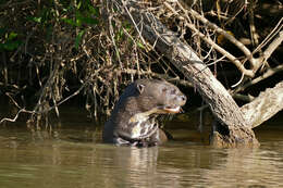 Image of giant otter