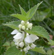 Image of deadnettle