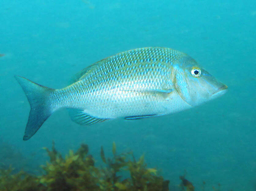 Lethrinus nebulosus (Forsskål 1775) resmi