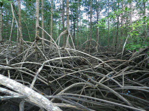 Image of mangrove