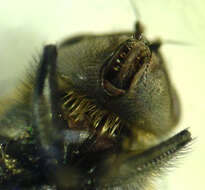 Image of Musca