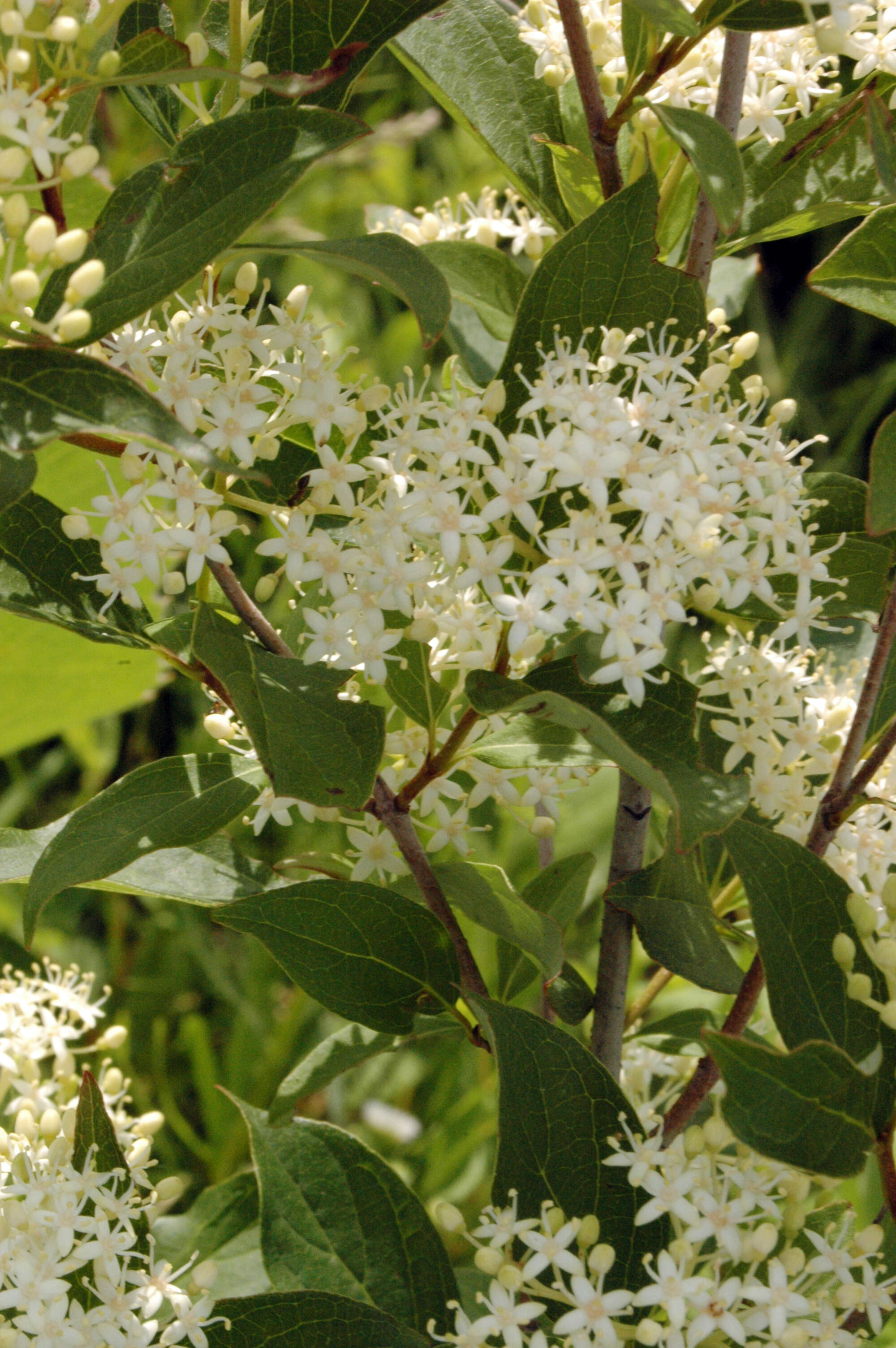 Image of dogwoods