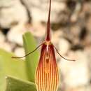Image of Antennae-carrying Restrepia