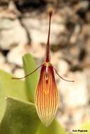 Image of Antennae-carrying Restrepia