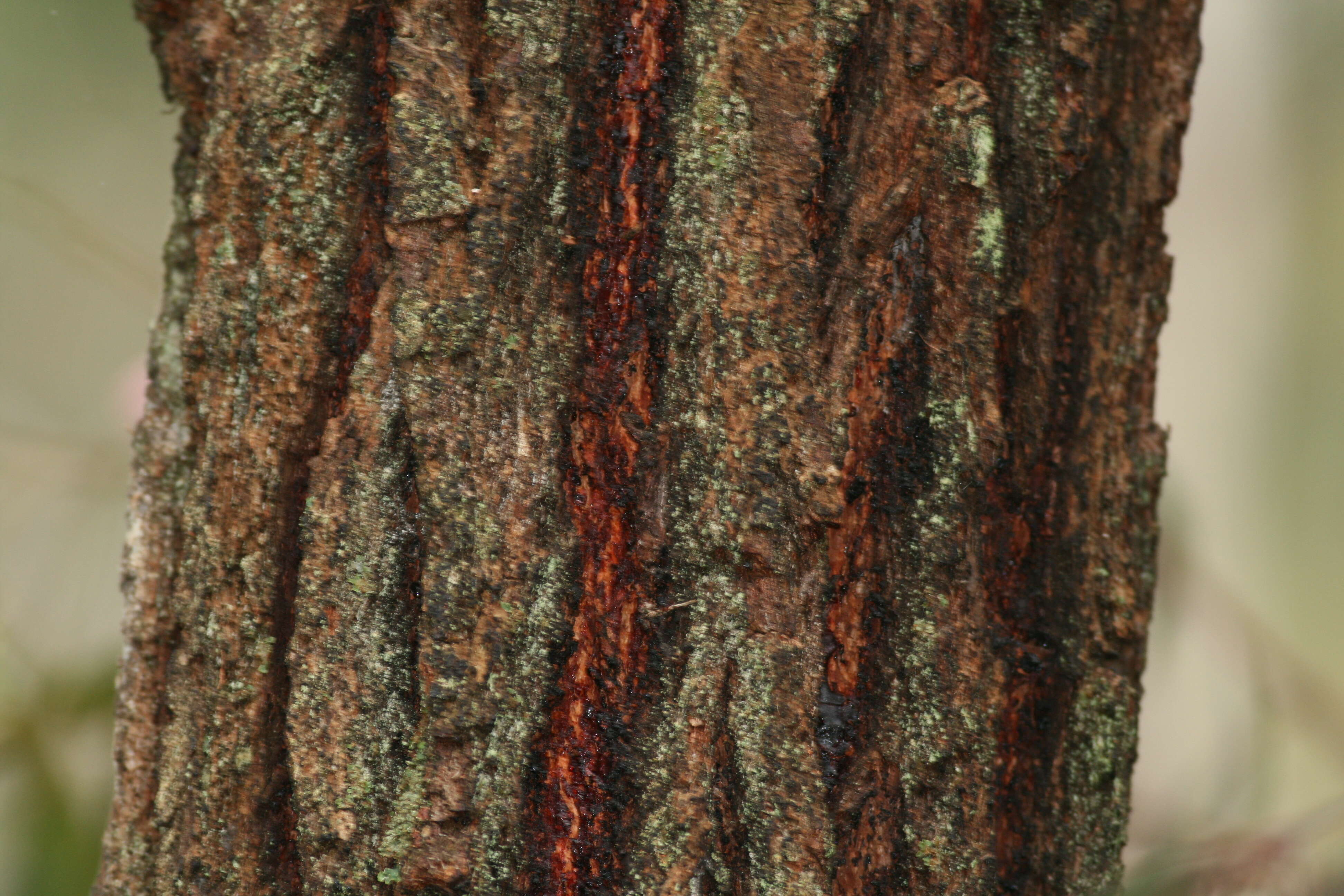 Image of white ironbark