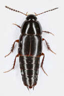 Imagem de Tachinus (Tachinus) rufipes (Linnaeus 1758)