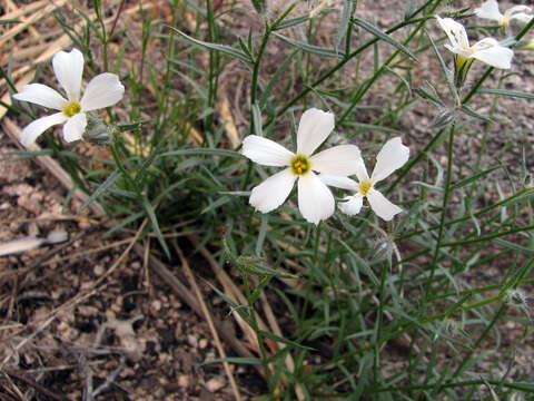 Image of Santa Catalina Mountain phlox