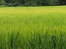 Image of rice