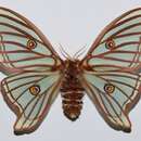 Image of Spanish Moon Moth