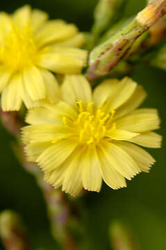 Image of prickly lettuce