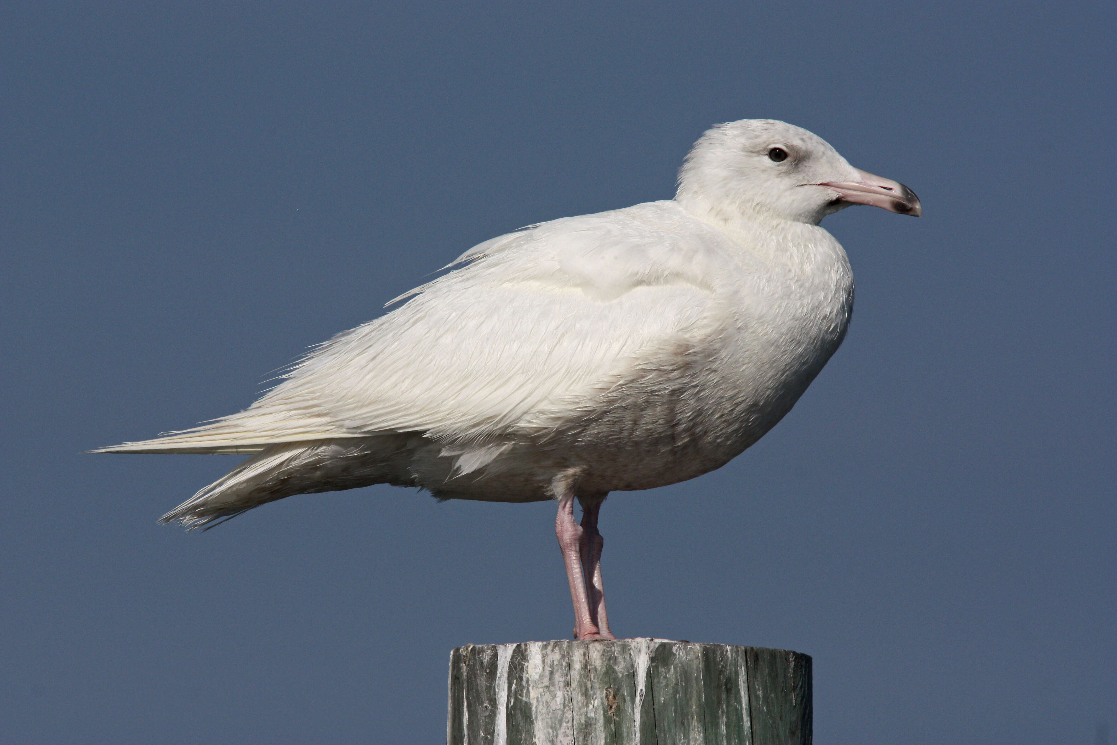 Image of Glaucous Gull