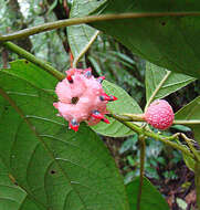 Image of Siparuna thecaphora (Poepp. & Endl.) A. DC.