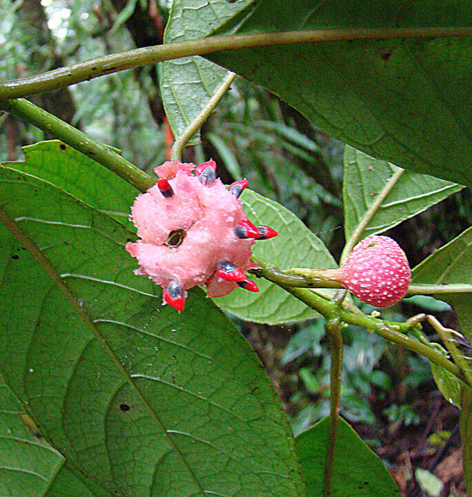 Image of Siparunaceae