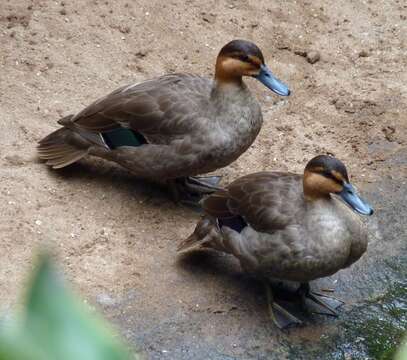 Image of Philippine Duck