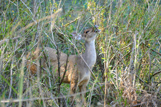 Image of South American Brown Brocket