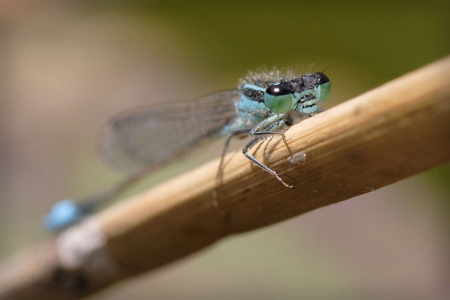 Image of Common Bluetail