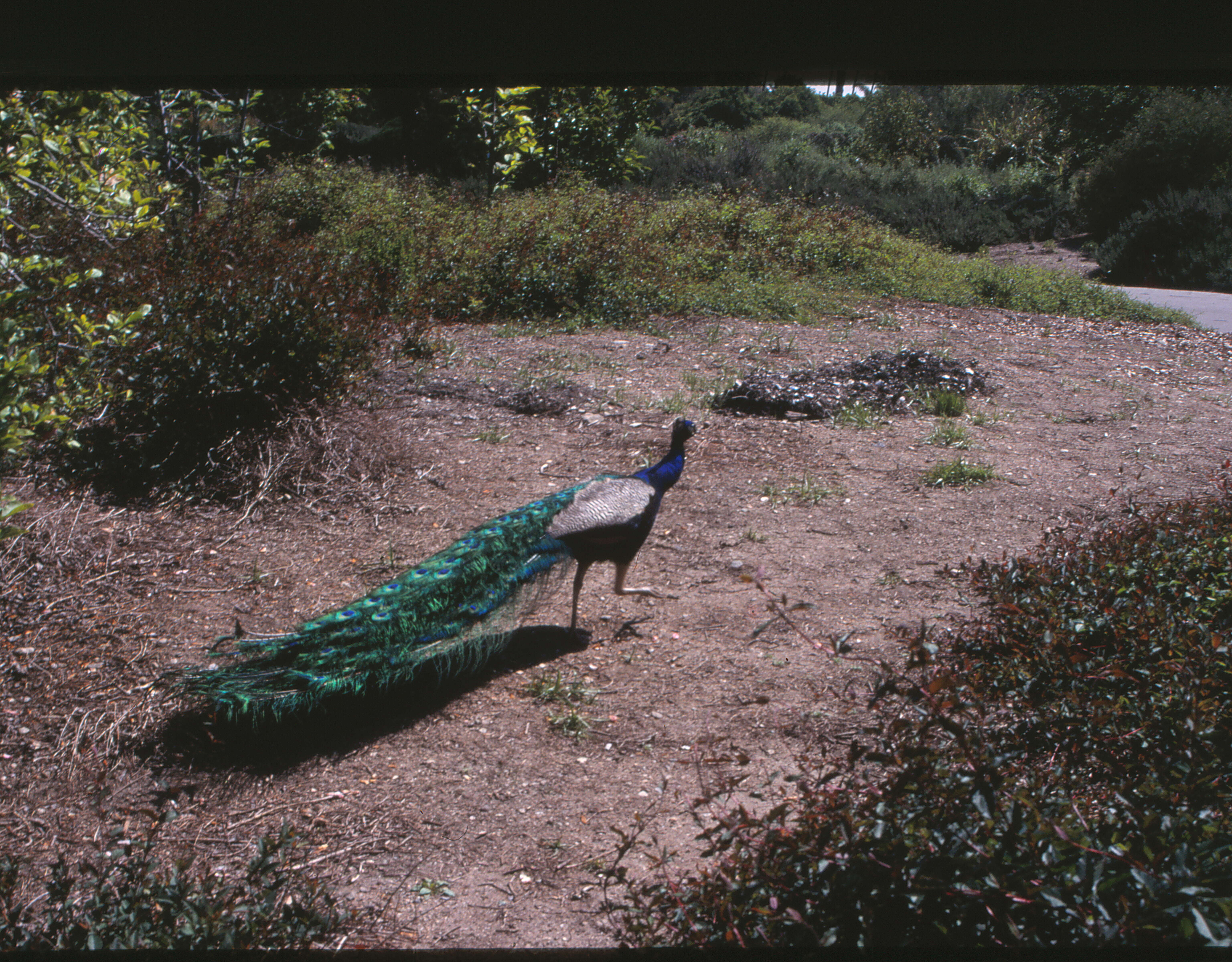 Image of Asiatic peafowl