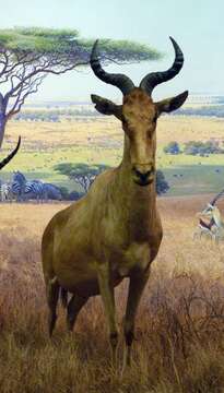 Image of Hartebeest