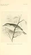 Image of Willow Warbler