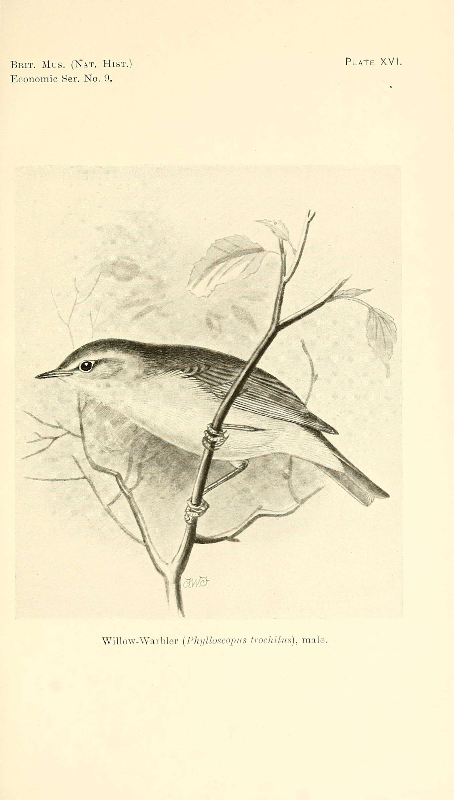 Image of Willow Warbler