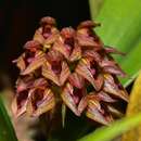 Bulbophyllum singaporeanum Schltr. resmi