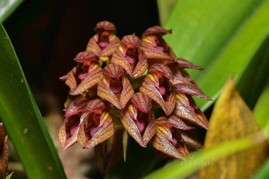 صورة Bulbophyllum singaporeanum Schltr.