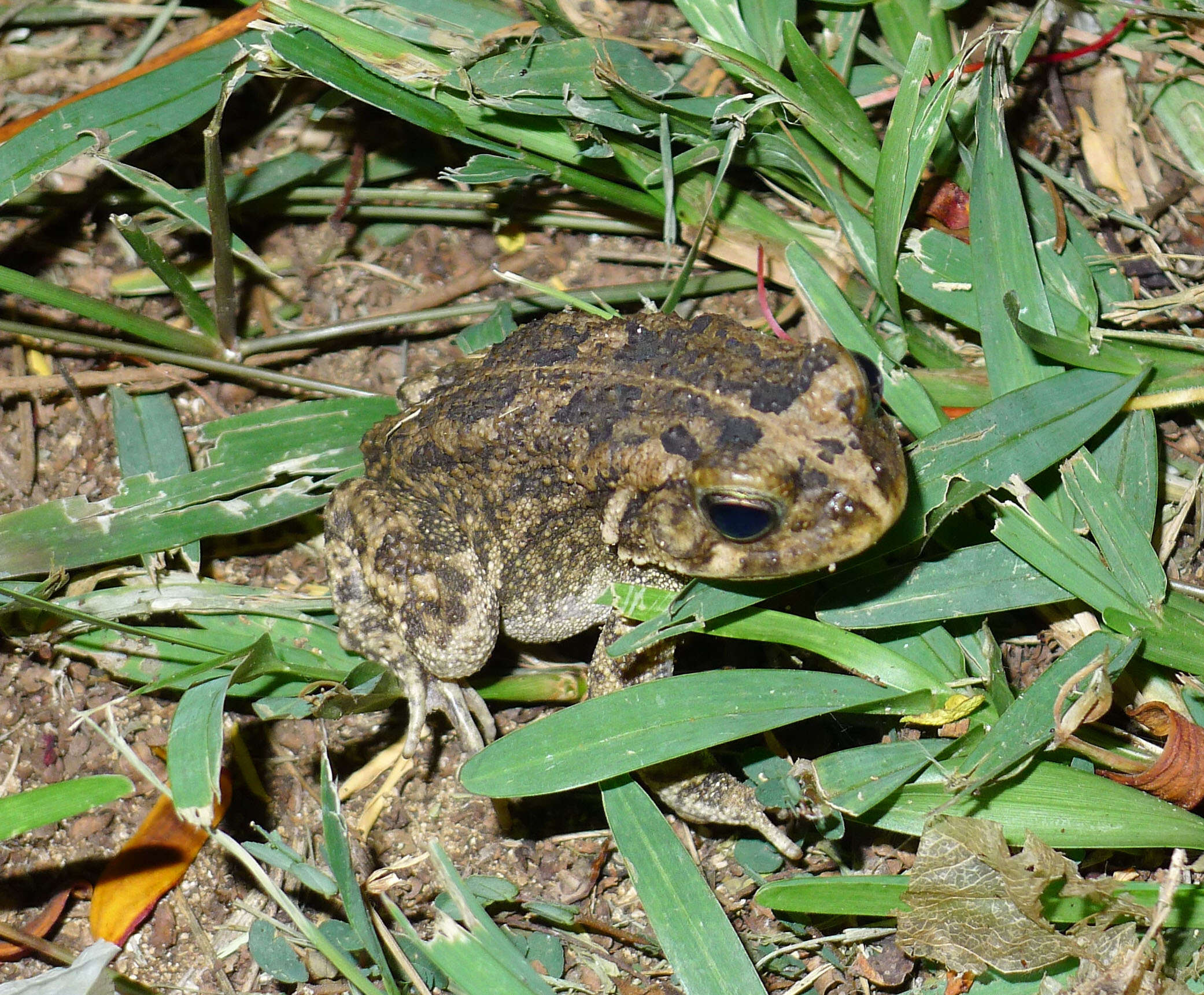 Image de Sclerophrys Tschudi 1838