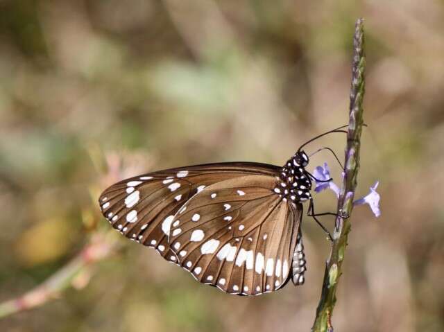 Image of Euploea core Cramer 1780