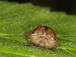 Cassida (Cassida) nebulosa Linnaeus 1758 resmi