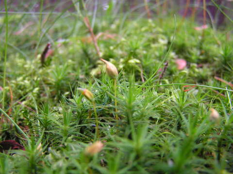 Слика од Polytrichum strictum Menzies ex Bridel 1801