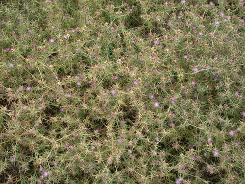 Centaurea calcitrapa L. resmi