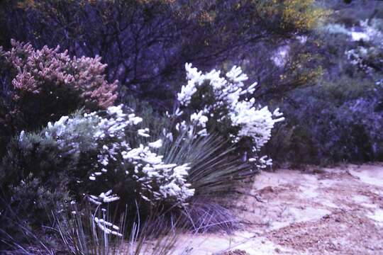 Imagem de Hakea bucculenta C. A. Gardner