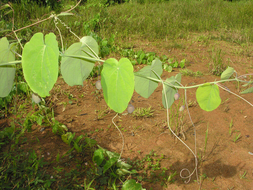 Sivun Passiflora seemannii Griseb. kuva