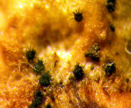 Image of Ascocodinaea stereicola Samuels, Cand. & Magni 1997