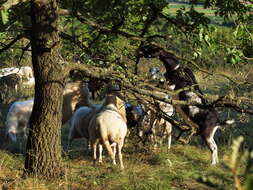 Image of Mouflon