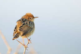 Image of Cisticola Kaup 1829