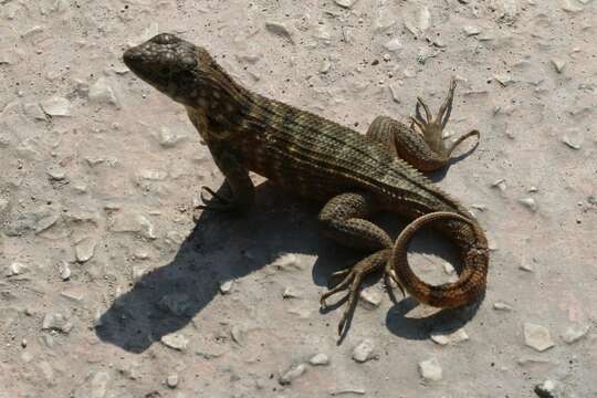 Image of Curly-tailed lizard