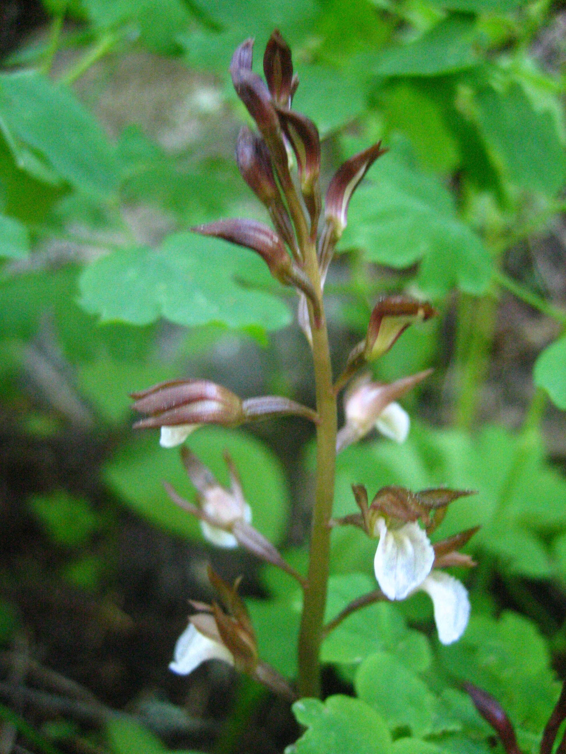 Image of Coralroot