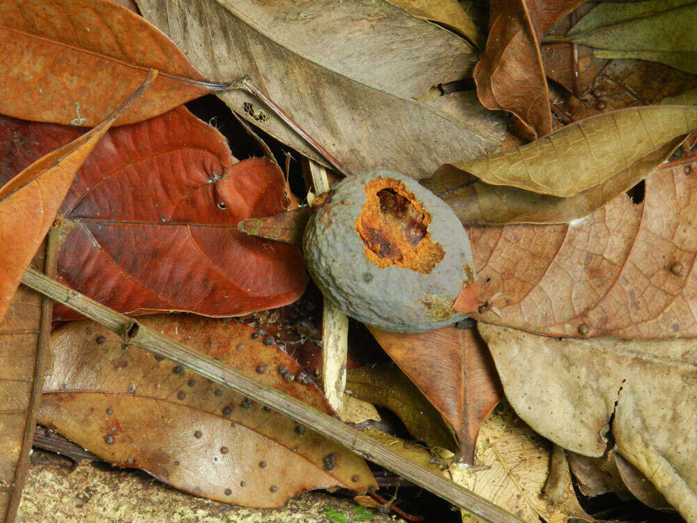 Image of Symphonia globulifera L. fil.