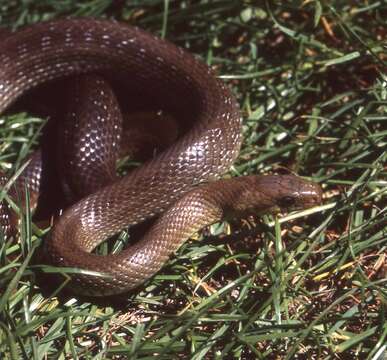 Image of Dahls Wipe Snake